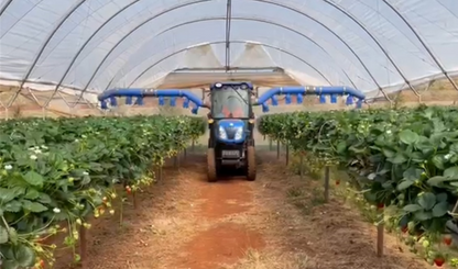 Ideal Strawberry Star Sprayer